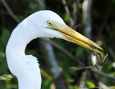 Great Egret with Anole Lizard