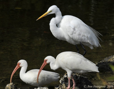 White Ibis and Great Egret
