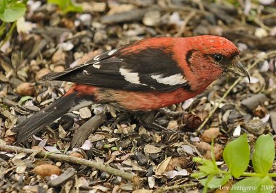 White-winged Crossbill (Male)