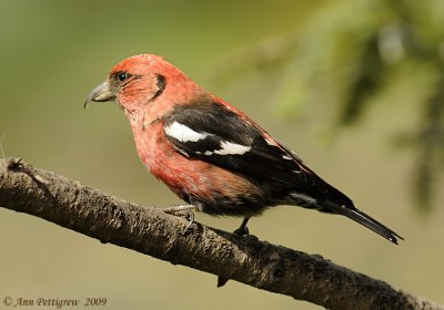 White-winged Crossbill (Male)