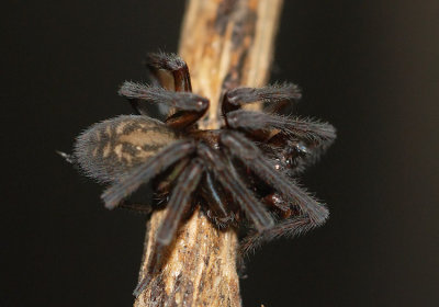 Hackledmesh Weaver (Family Amaurobiidae)