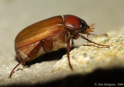 May Beetle sp.