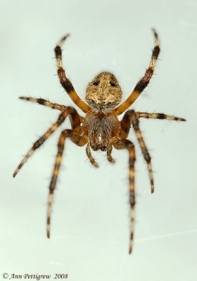 Orbweaver sp.