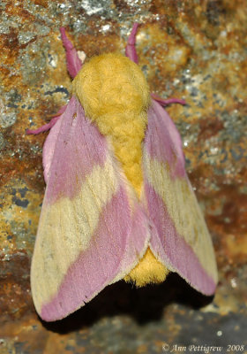 Rosy Maple Moth