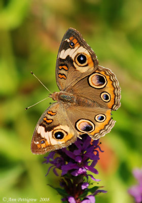 Common Buckeye