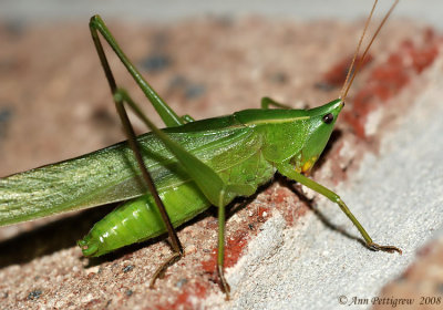 Conehead Katydid sp.