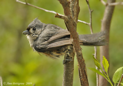 Tufted Titmouse