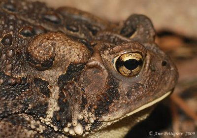 Fowler's Toad