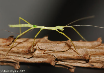 Young Walking Stick