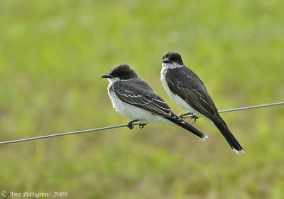 Eastern Kingbirds-(Juvenile & Adult)