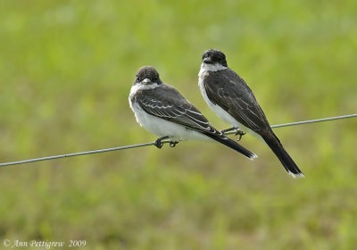 Eastern Kingbirds-(Juvenile & Adult)