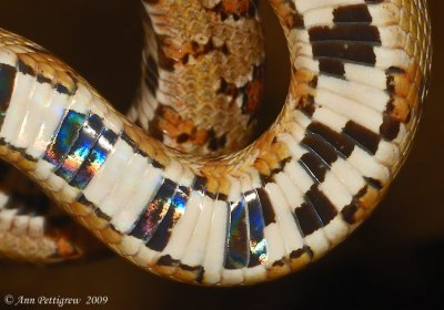 Belly of a Corn Snake