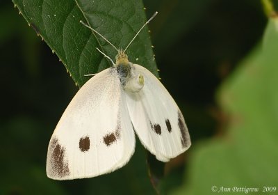 Cabbage White (Female)
