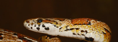 Details of a Corn Snake