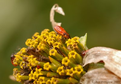 Milkweed Bug Nymphs