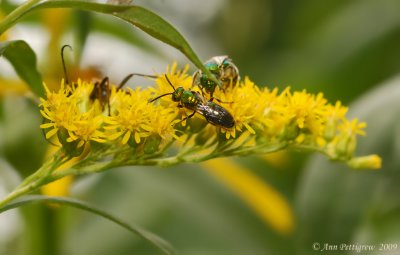 Sweat Bee on Goldenrod