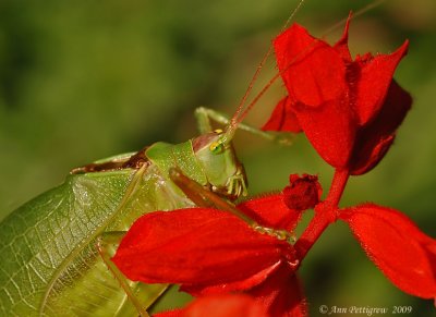 Common True Katydid