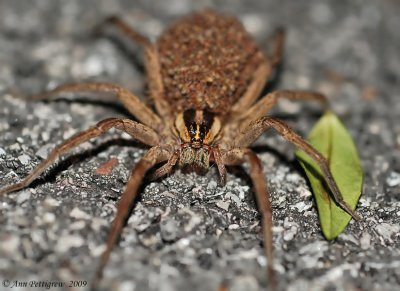 Wolf Spider with Hatchlings