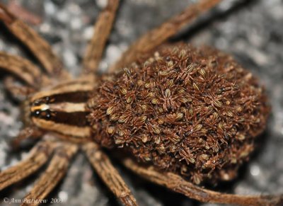 Wolf Spider Hatchlings