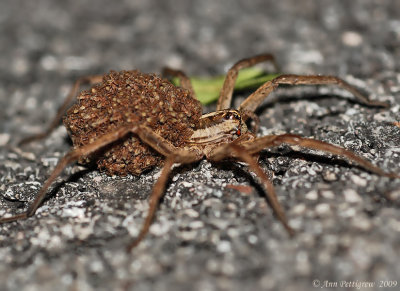 Wolf Spider with Hatchlings