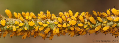 Oleander Aphids on Milkweed