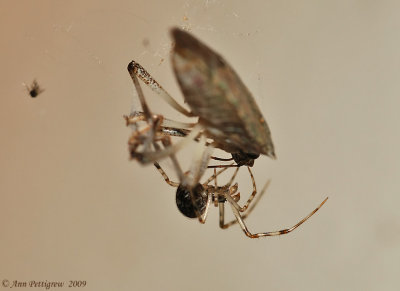 Common House Spider with Stink Bug