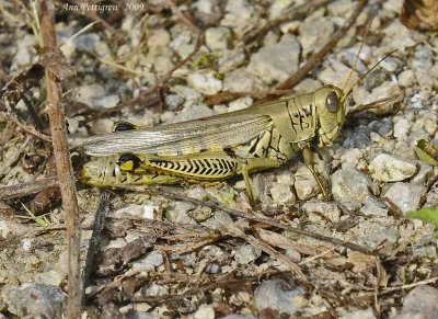 Differential Grasshopper