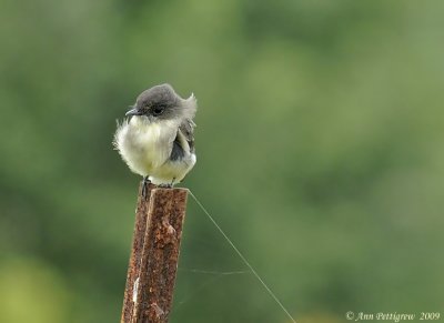 Eastern Phoebe