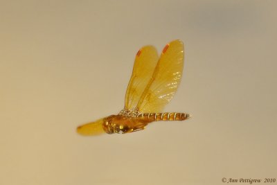 Eastern Amberwing (Male)