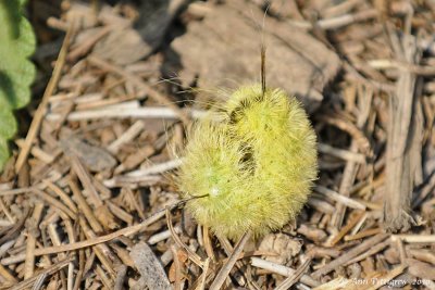 American Dagger Moth