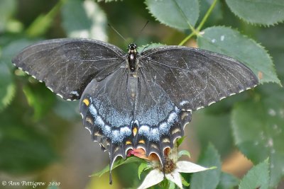 Black Swallowtail