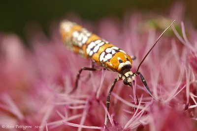 Ailanthus Webworm Moth on Joe Pye Weed