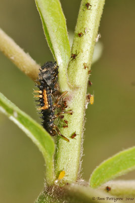 Lady-Beetle-Nymph