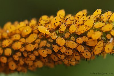 Oleander Aphids on Swamp Milkweed