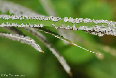 Unknown Grass Disease