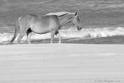 Wild Mare of the Outer Banks