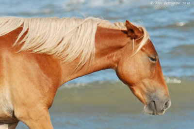 Wild Mare of the Outer Banks