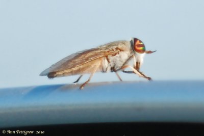Horse Fly sp.