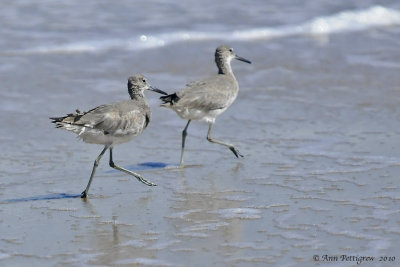 A Pair of Willets