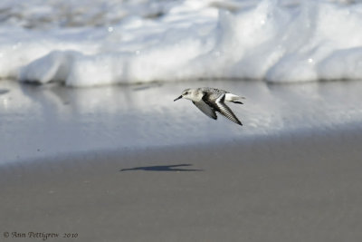 Sanderling in Flight