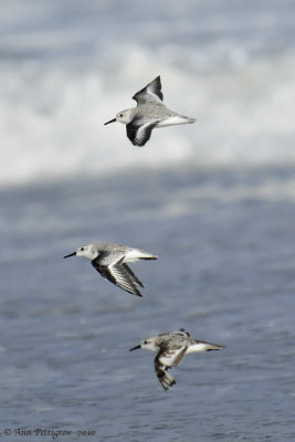 Sanderlings in Flight