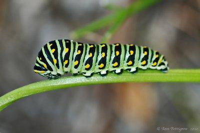 Black Swallowtail