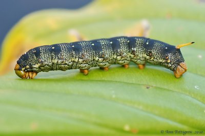 White-lined Sphinx