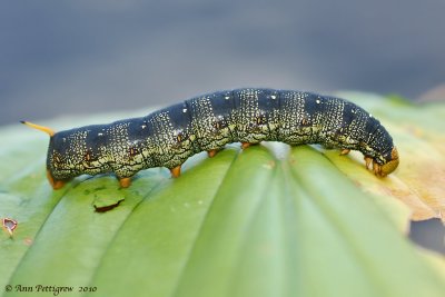 White-lined Sphinx