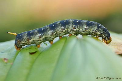 White-lined Sphinx