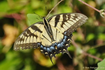 Eastern Tiger Swallowtail