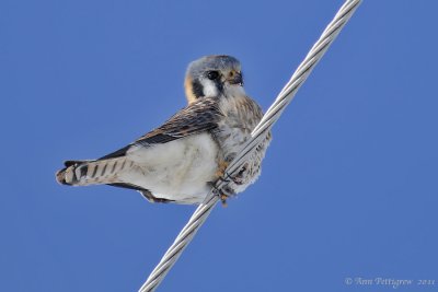 American Kestrel