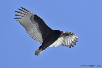 Turkey Vulture