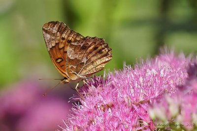 Variegated Fritillary