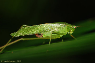 Fork-tailed Bush Katydid